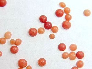 2.0-3.0mm Natural Red Coral Round Cabochon Mix